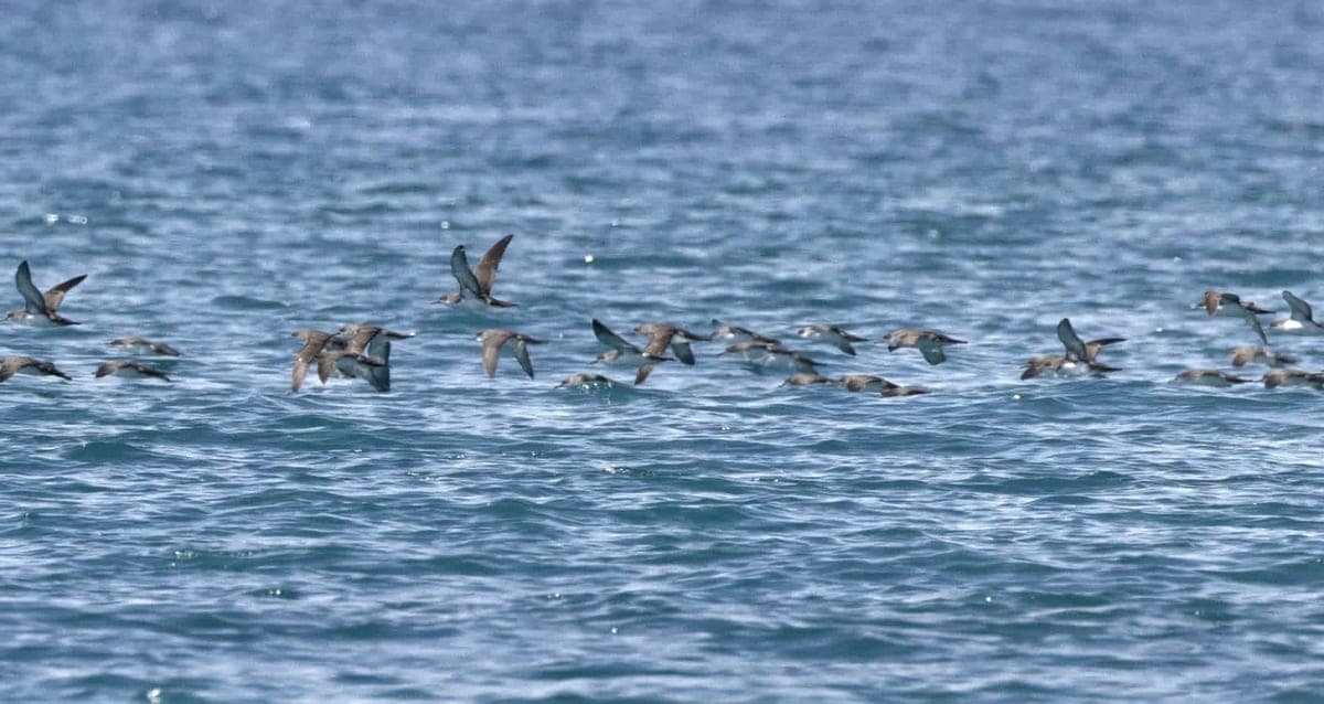 Stormo di berte maggiori in volo sul mare delle Isole Tremiti