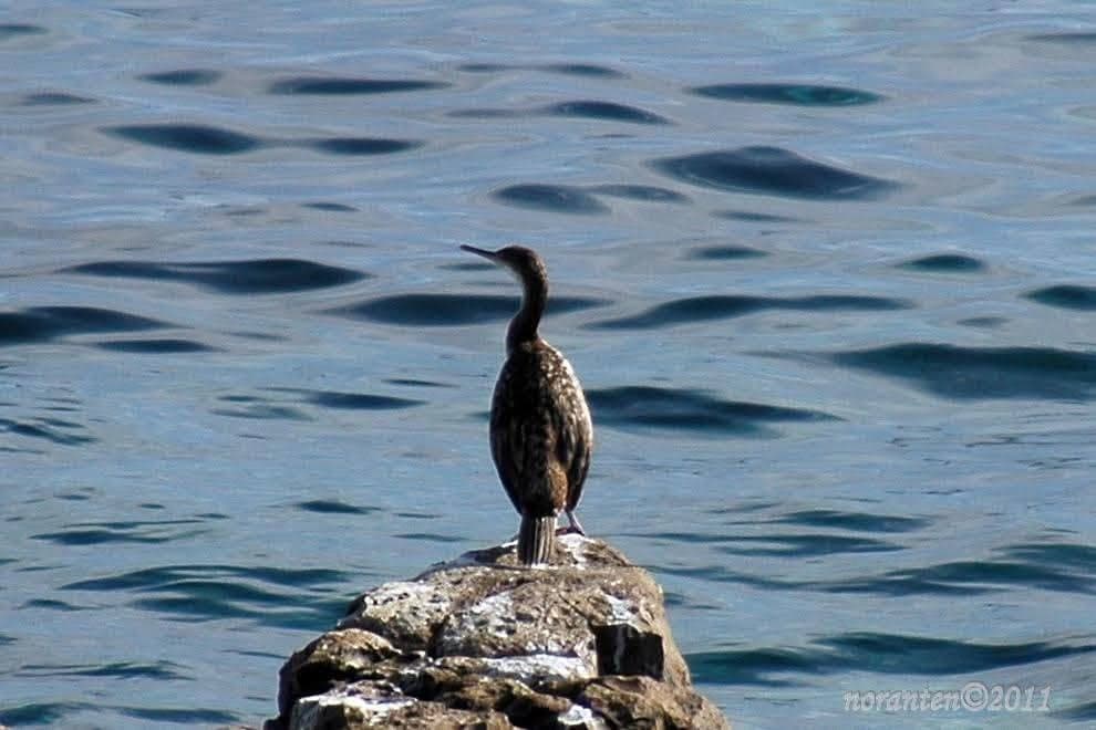 Marangone dal ciuffo su uno scoglio delle Tremiti