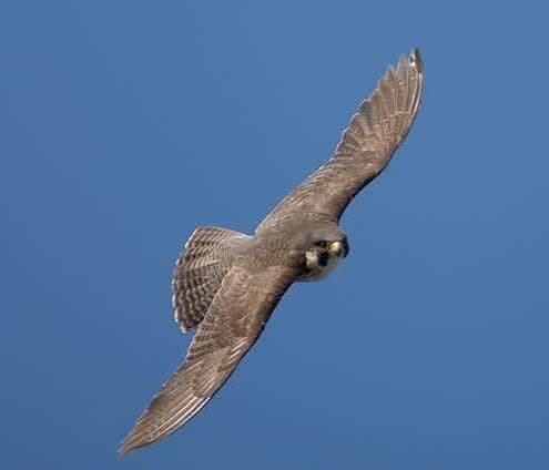 Falco pellegrino in volo sulle falesie delle Tremiti